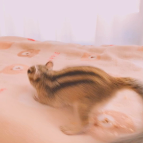 ちょこたんストレッチ〜♪の画像