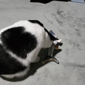 お魚と格闘ニャー！の画像