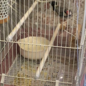 元気ですの画像