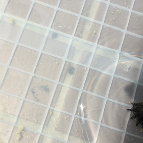 動物の福祉っての画像