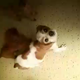 今日のはっちゃんの画像