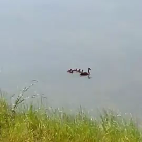 一服の清涼剤の画像