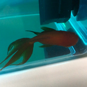 おーちゃんがの画像