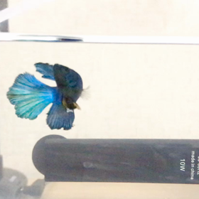 尾ひれを追いかけるキラ君の画像