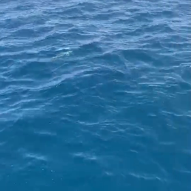 野生のイルカに〜、出会った〜（ウルル●風）の画像