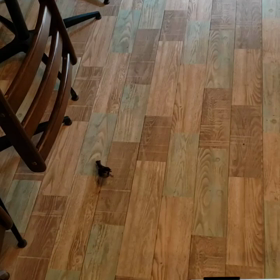 珍客来店！！の画像