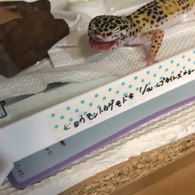 おどるポンポコリンの画像