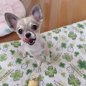 初トリミング。ソラくん❤️の画像