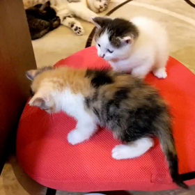 子猫相撲の画像