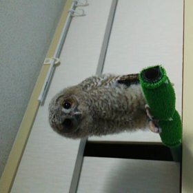 656回目、晴れ！やってみた♪の画像