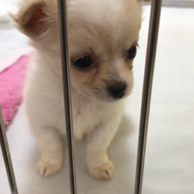 チワワデビュー♡の画像