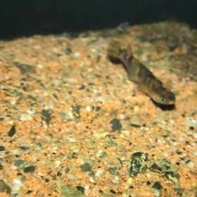 また見てくれた人ありがとう( ´∀｀)の画像