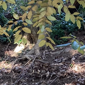 落ち葉を……の画像