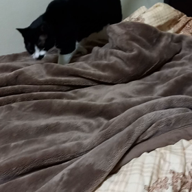 野獣死すべしの画像