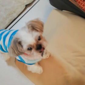 ワクワクてんてんの画像