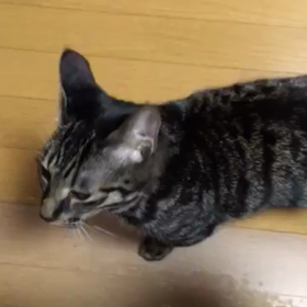 １０３日目 人知れずバトルの画像