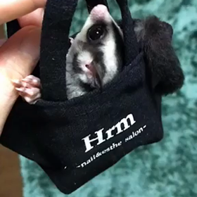 6月のお休みの画像