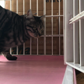 甘々スリスリですの画像