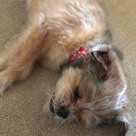 ヤバい発作。不思議な話の画像