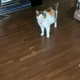 お腹空いたらスリスリの画像