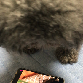 動画が好きなメルの画像