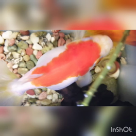 金魚の餌やりの画像