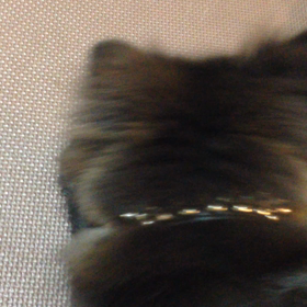 2018年7月6日  癒されるの画像