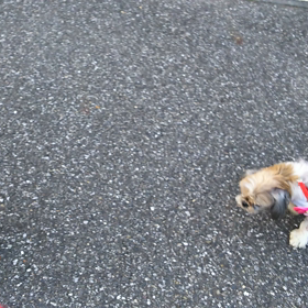 マカロンお散歩事情①の画像