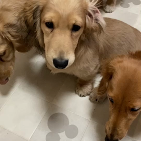 バ～ン!!見習い!?の画像