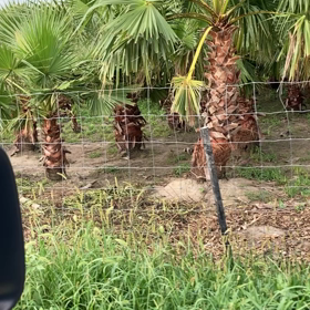 ヤギオンリーサファリパークの画像