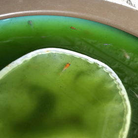 あけぼの(^_^)vの画像