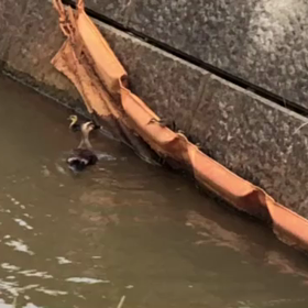 カモの親子動画3(他の子ガモも乗越えられるか)の画像