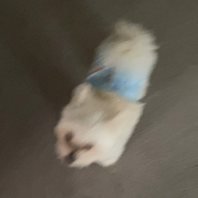 芸の仕込みの画像