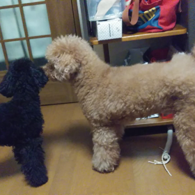 帰ってきたよの画像