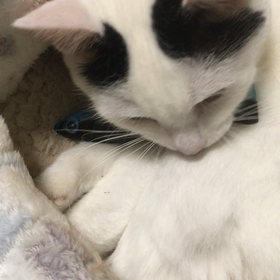 食べられませんの画像