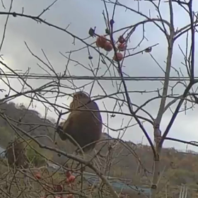 すぎぴたんの事件簿シーズン3　105話（アカン！奴が来た！）の画像