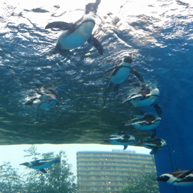 空飛ぶペンギン♥の画像