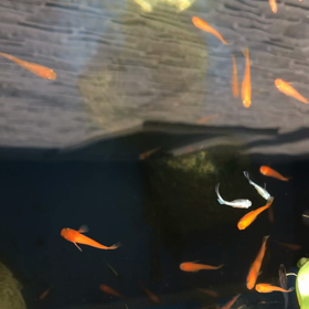 久しぶりに外飼育場をチェックの画像