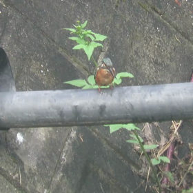 すぎぴたんの事件簿シーズン3　422話（朝のお化粧、カワセミ（翡翠））の画像