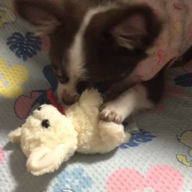 チワワのチョ  コちゃんの画像