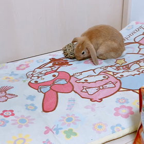 ボール遊び？の画像