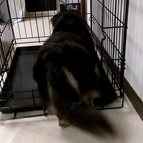 ケージとの格闘の画像