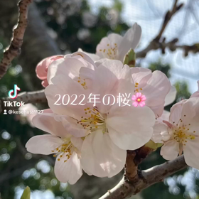 今年の桜ですの画像