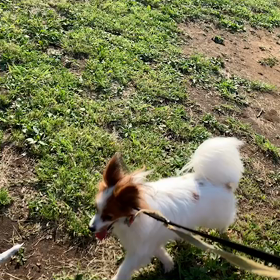 5月24日16わんこと1時間遠足  代々木公園の画像