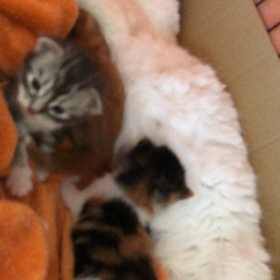 あけましておめでとうございます٩(ˊᗜˋ*)وの画像