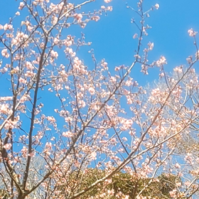 見上げれば花びらの画像