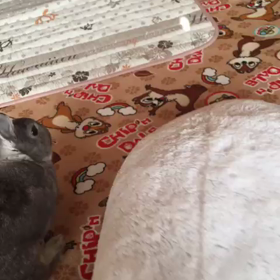 朝はまずパンダさんと( ^ω^ )の画像