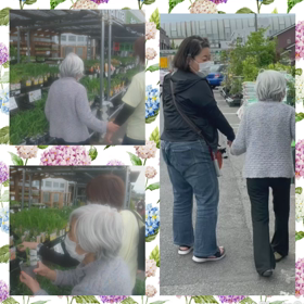 グリーンカーテンの画像