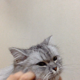 モウ。。。の画像