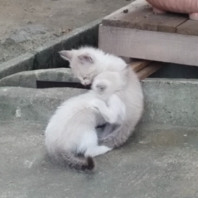 癒されますねぇｗの画像